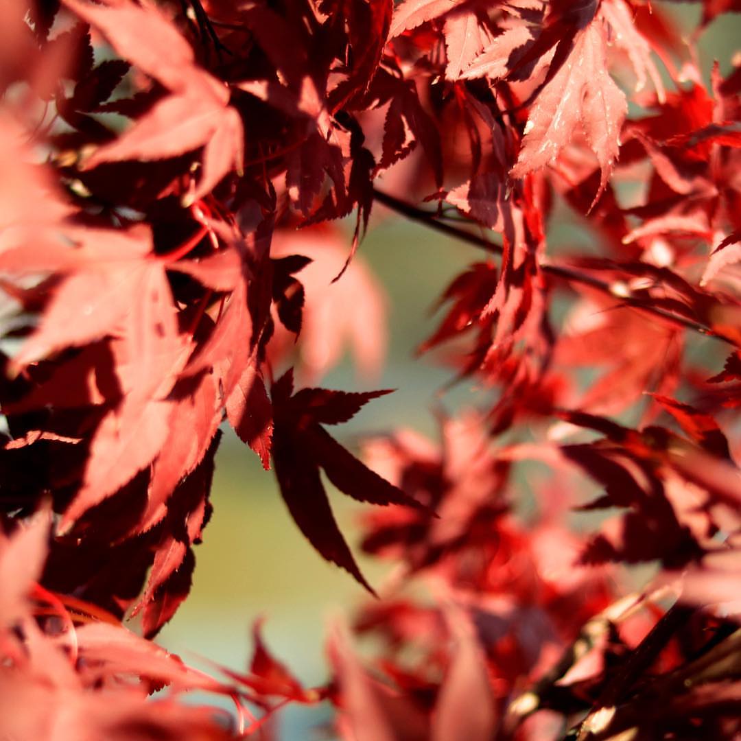 Без думи - само цветове.  #nofilter #nofilterneeded #canon #canon750d #autumn #B